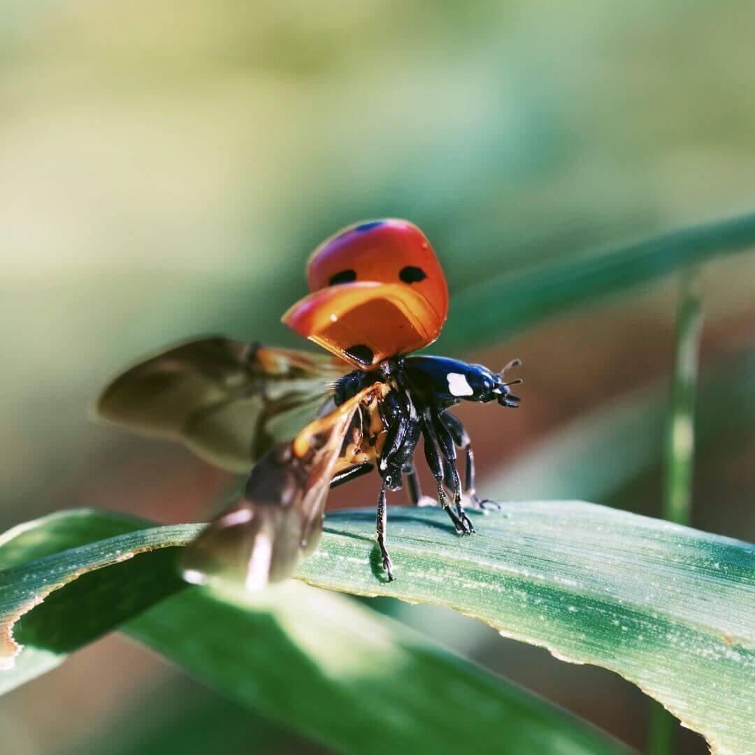 flying lady bug