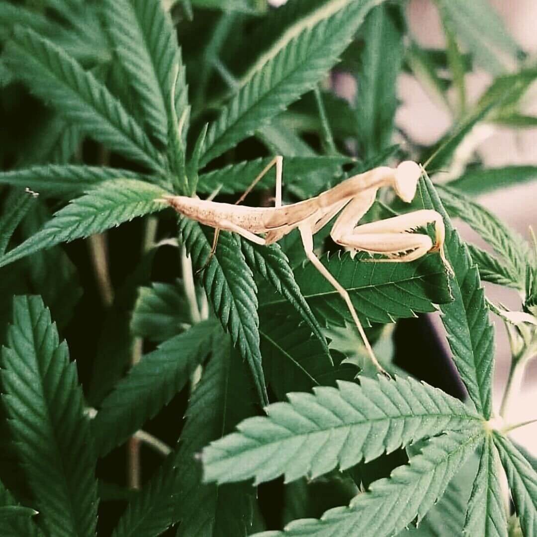 praying mantises on cannabis plant