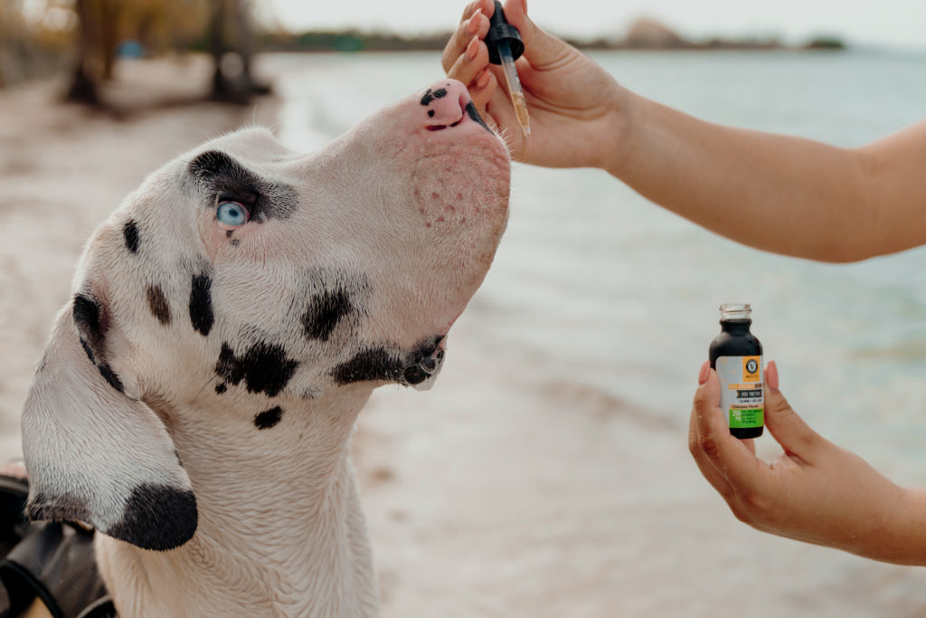 Giving CBD Oil to Your Pet | Veritas Farms