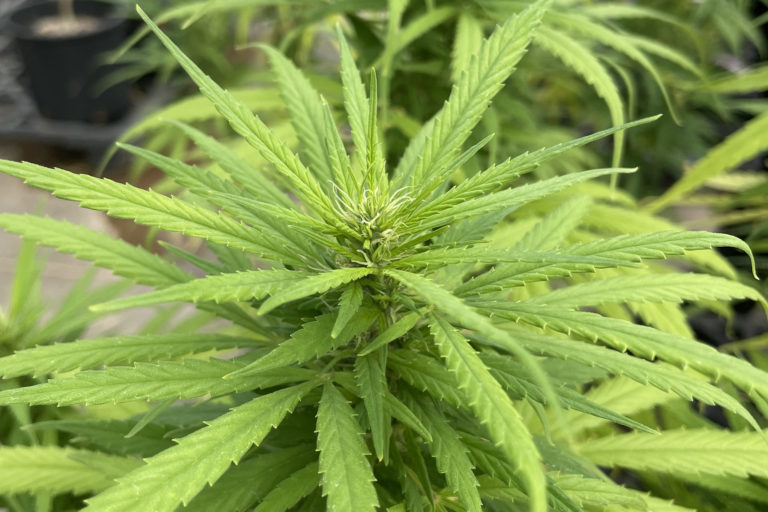 Cannabigerol - Cannabigerol -