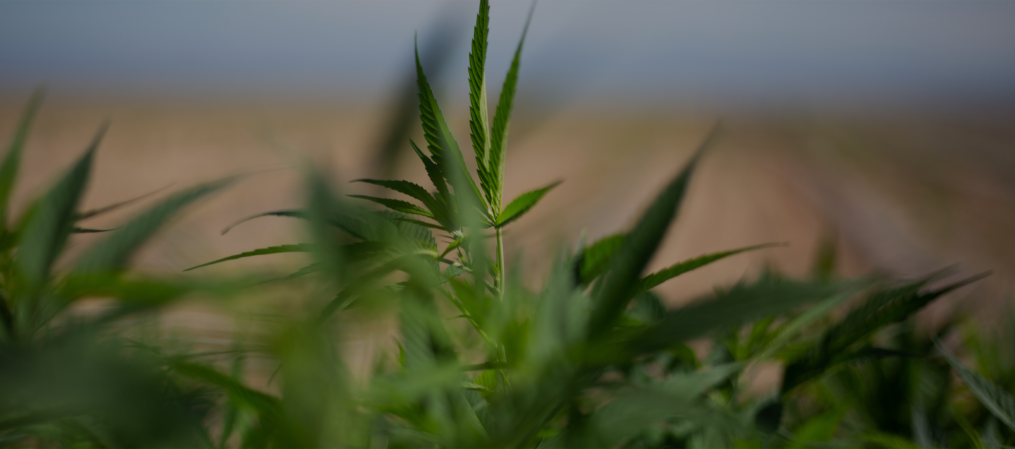 Plant stem - Plant stem -