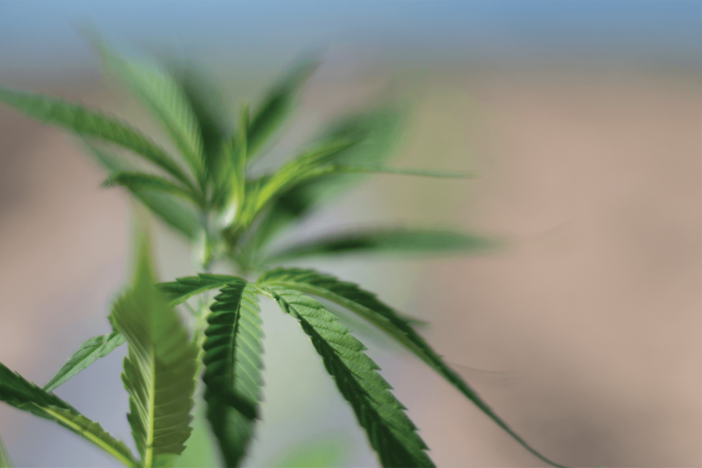 Close Up of Cannabis | Veritas Farms