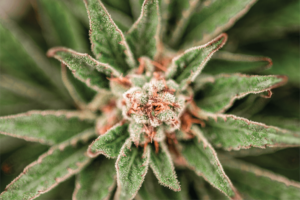 Close-Up of Cannabis Flower | Veritas Farms