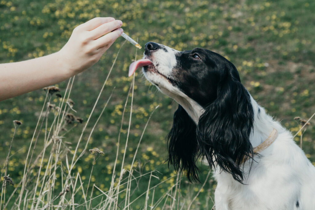 Can CBD Support Dog Joint Health: What the Research Says