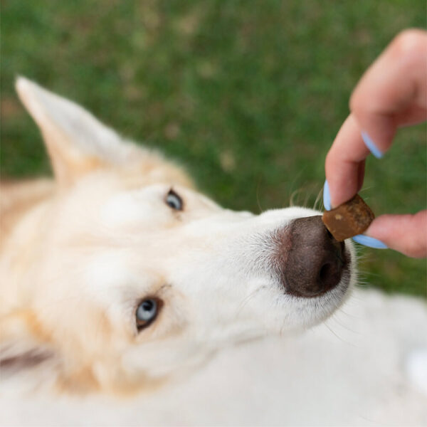Hand feeding chew to a dog up close