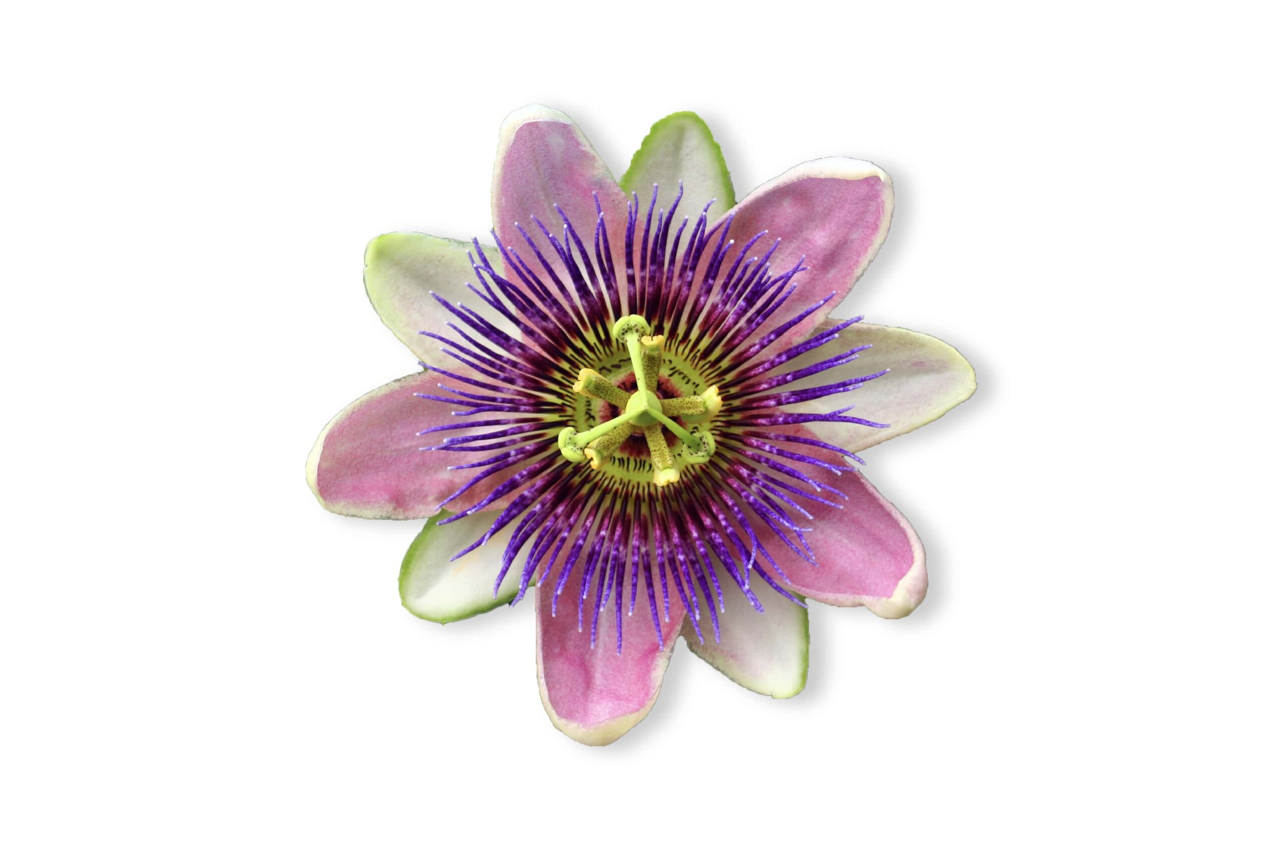Passionflower