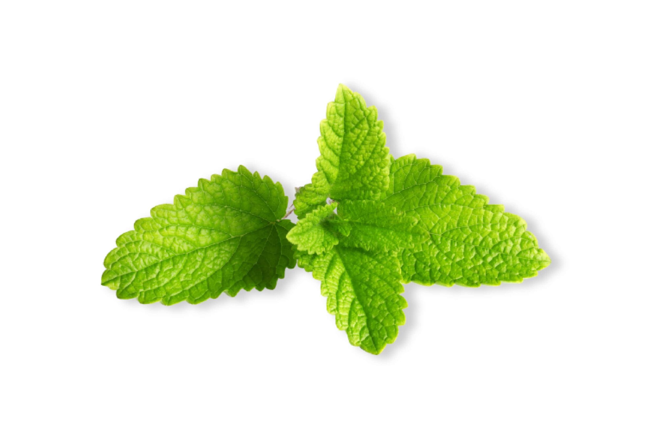 Lemon Balm
