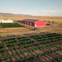 Veritas The Farm